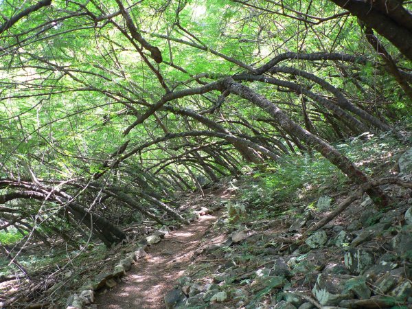 37- Randonnee dans les sous-bois d'acacia 